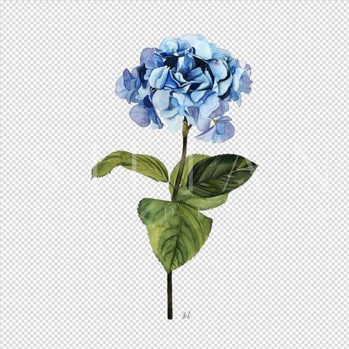 灿烂的花 IV
