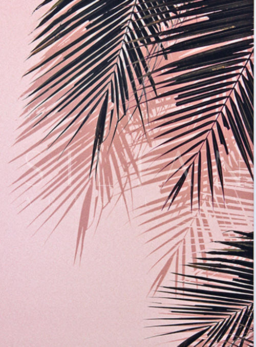 Coconut Leaves I