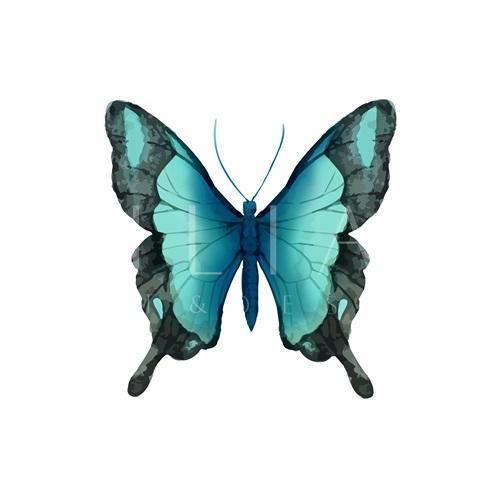 Butterfly Specimen VI