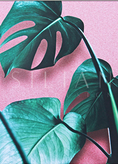 Turtle Bamboo