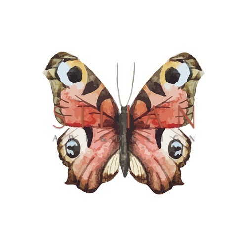 Butterfly Specimen V