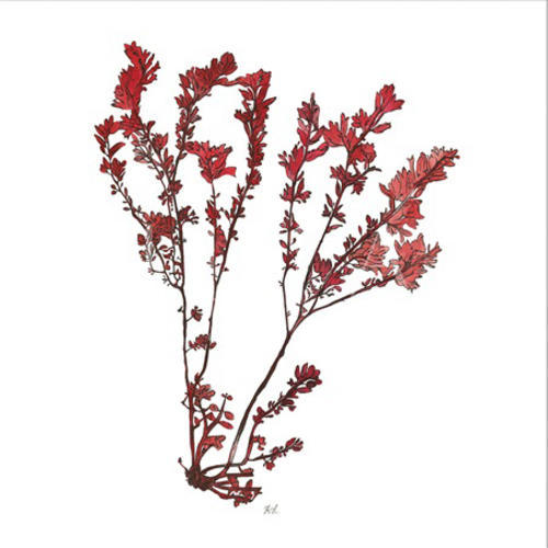 Vintage Coral Collection V