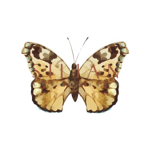 Butterfly Specimen VX