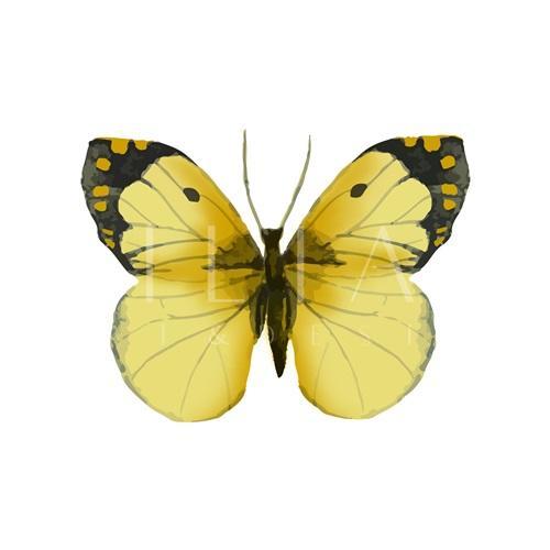 Butterfly Specimen III