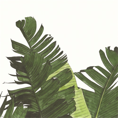 Tropical Display I
