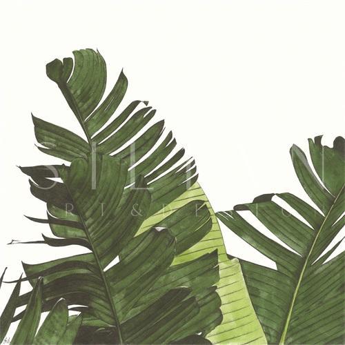 Tropical Display I
