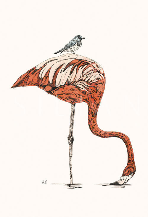 Flamingo VII