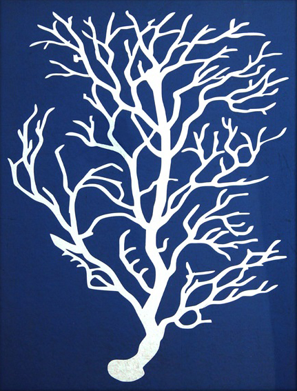 Indigo Coral