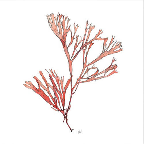 Vintage Coral Collection II