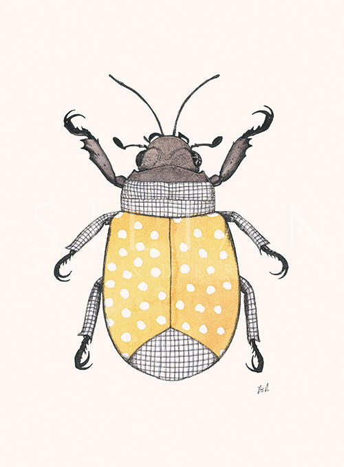 Insect Closeup