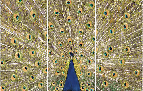 Peacock Spread His Tail