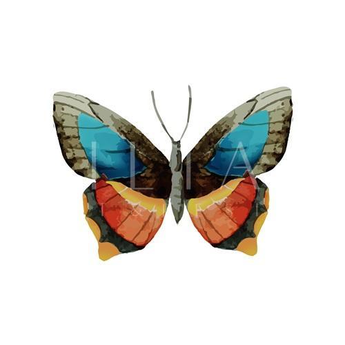 Butterfly Specimen VII