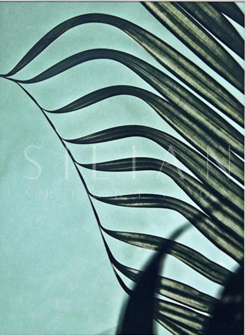 Coconut Leaves II