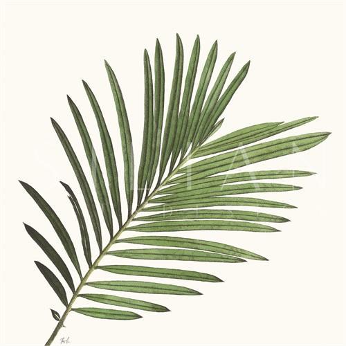 Tropical Display IV