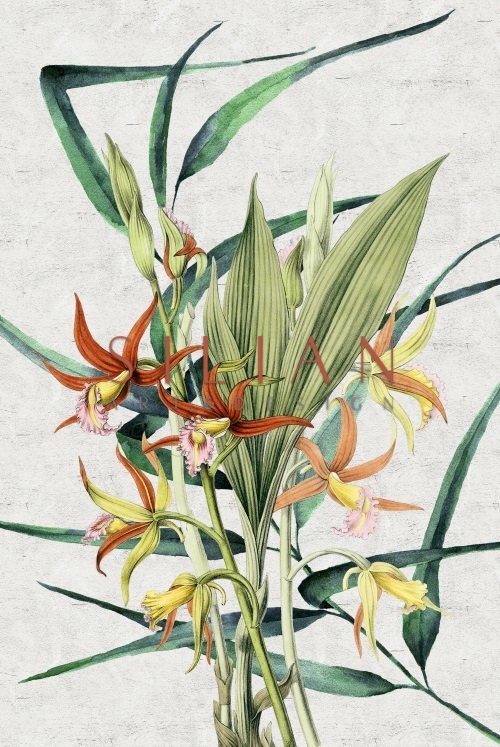 Tropical Variety III