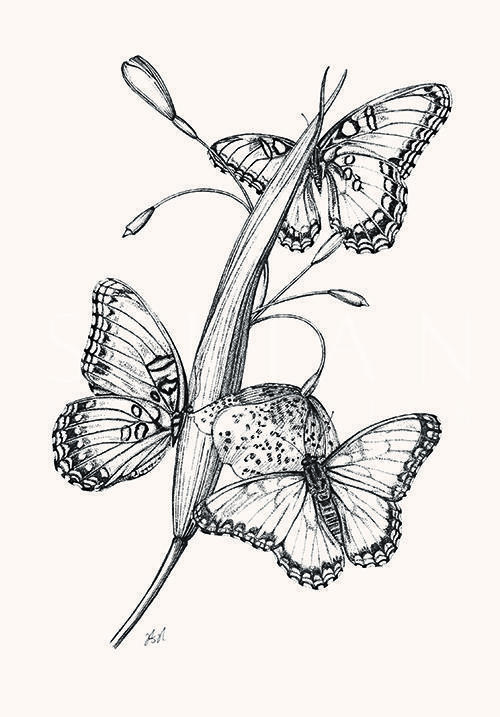 Butterfly Study VI