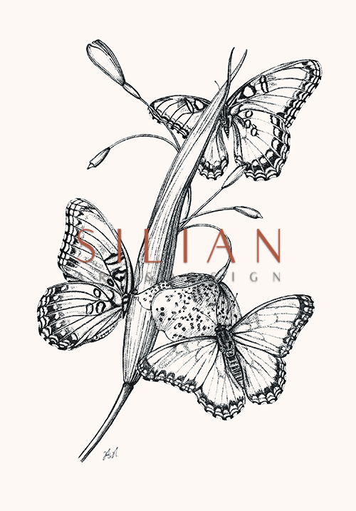 Butterfly Study VI