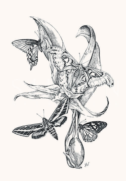 Butterfly Study III