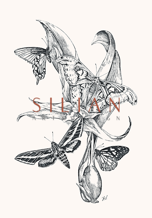 Butterfly Study III