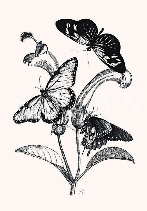 Butterfly Study II