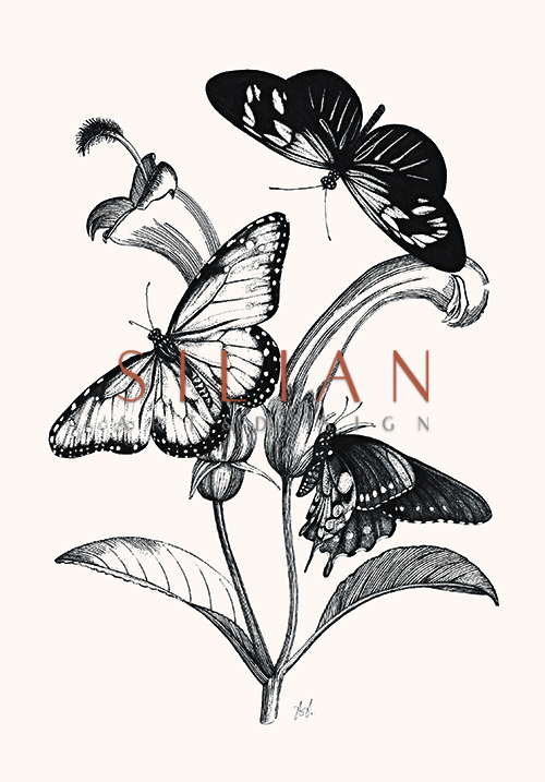 Butterfly Study II