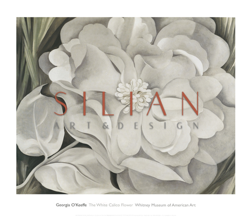 The White Calico Flower