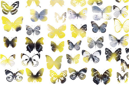 Butterfly Combination I