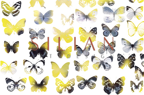 Butterfly Combination I