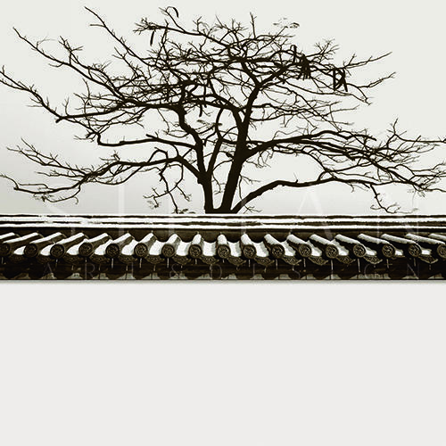 Roof III