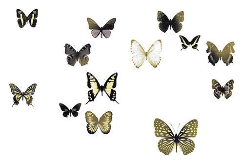 Butterfly Combination II