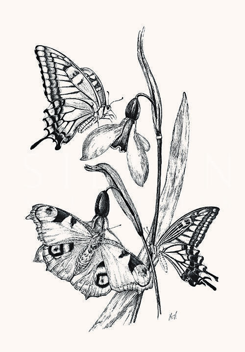 Butterfly Study IV