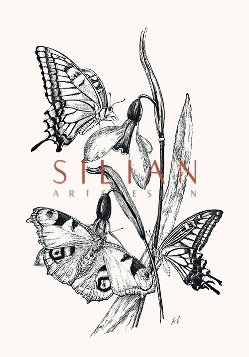 Butterfly Study IV