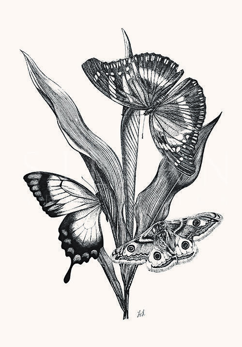 Butterfly Study V
