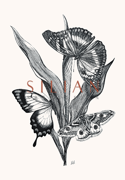 Butterfly Study V