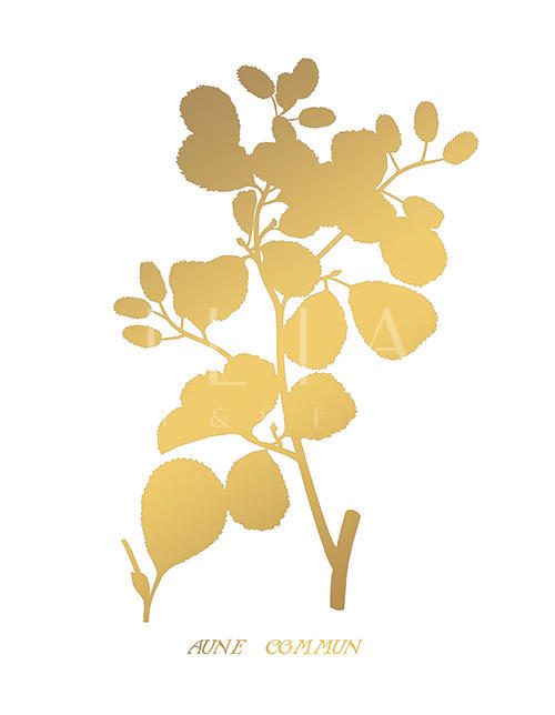 金叶植物 XI