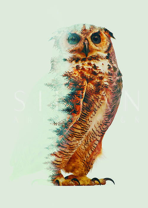 Owl 