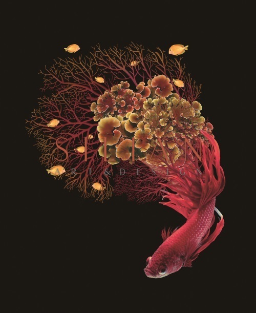 Fantasy Coral IV