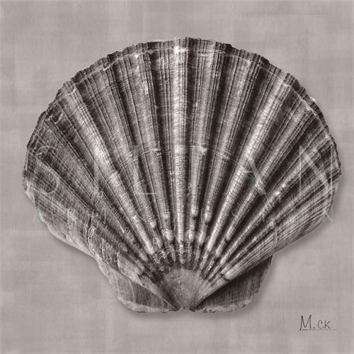 Shell V