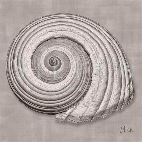 Shell IV