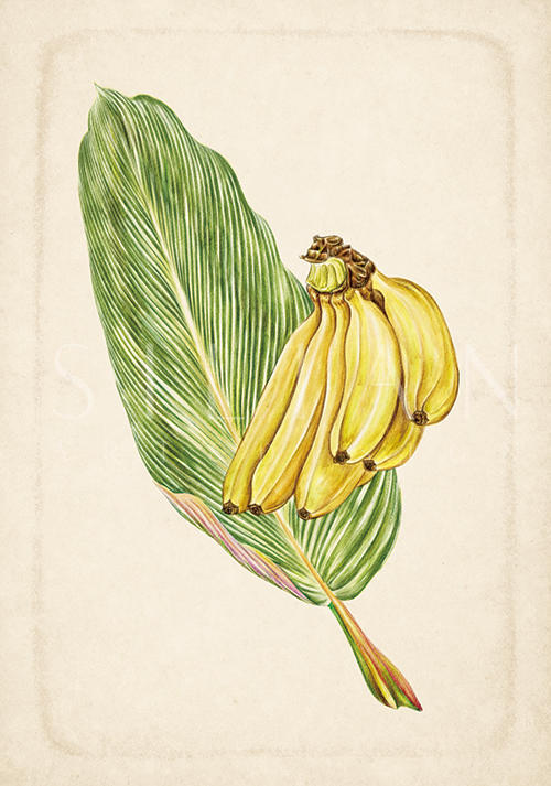 Exotic Fruits III