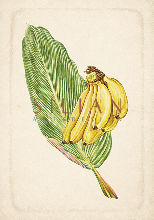Exotic Fruits III