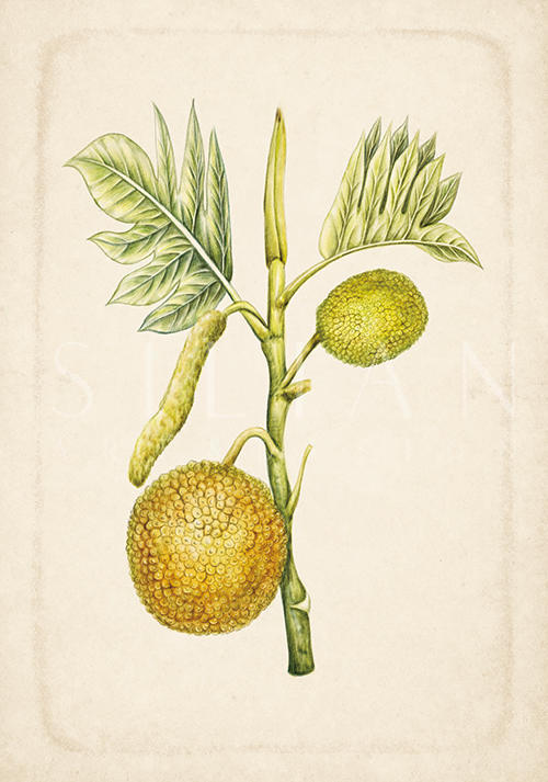Exotic Fruits I