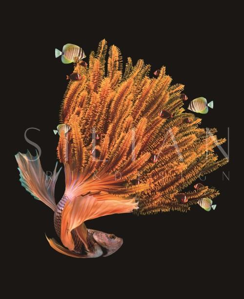 Fantasy Coral I