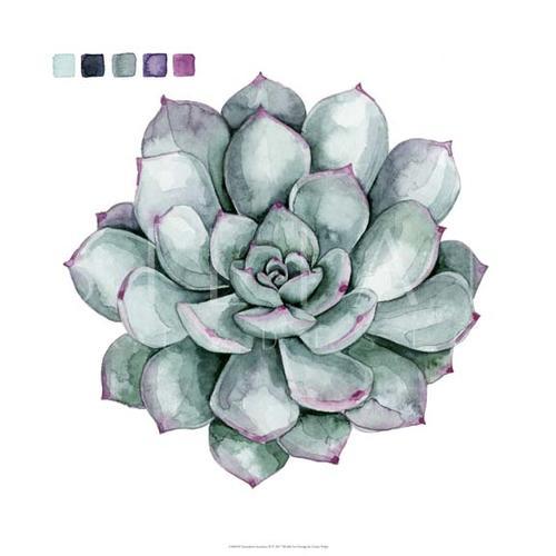 Succulent Swatches II