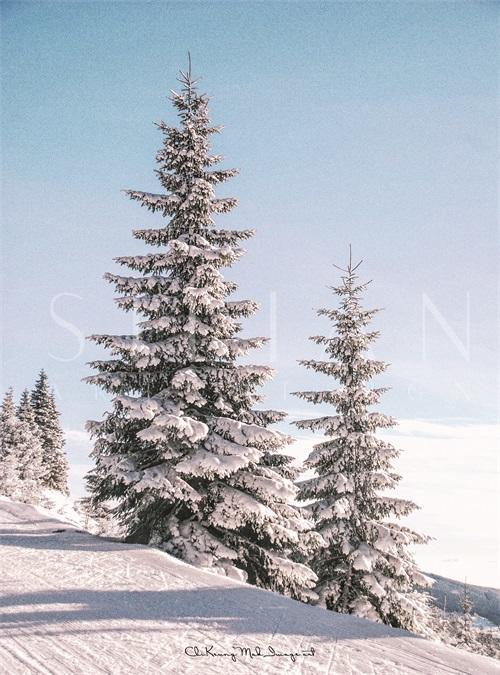 A Few Trees