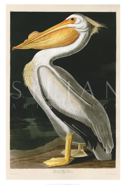 American White Pelican