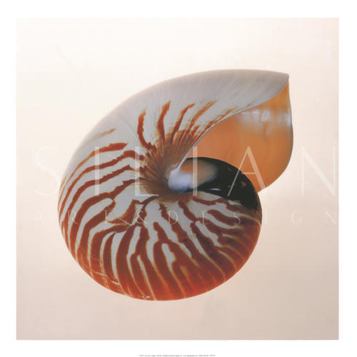 Nautilus