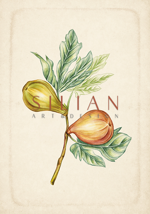 Exotic Fruits IV
