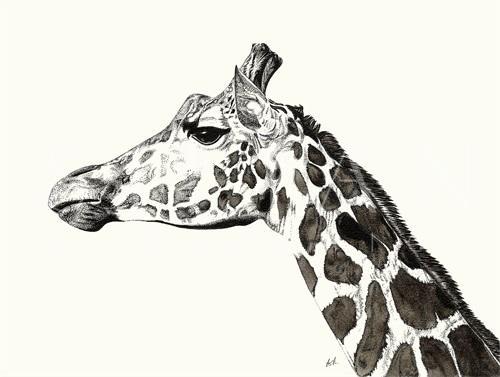 B&W Animal IV
