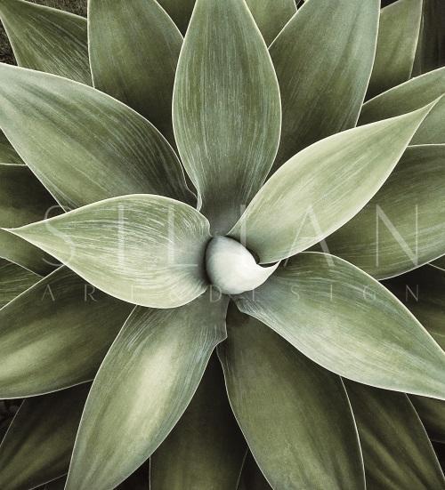 Green Plants